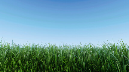 Obraz premium Early morning blue sky, green grass, realistic, panoramic lens, distant view