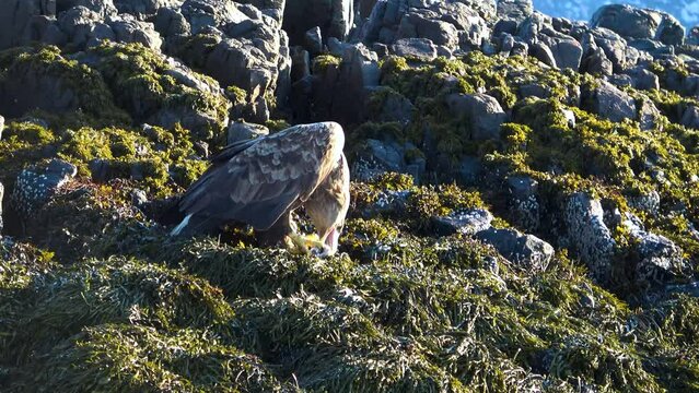 Aquila di mare  - Isole Lofoten