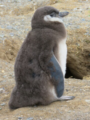 Fototapeta premium penguin on the rocks
