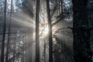 Sun shines from behind evergreen forest during foggy weather early in the morning