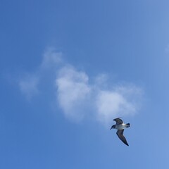 seagull in the sky
