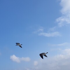 pelicans in flight