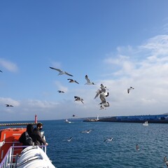 seagulls in the sea