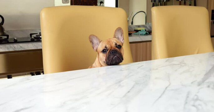 In home setting, charming French Bulldog puppy sits obediently on chair by kitchen table, its adorable face looking up with pleading eyes. With sweet and hopeful gaze, puppy waits patiently