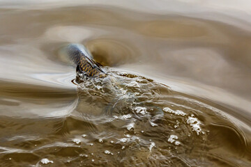 Carpfishing session at the Lake.Large carp fish being released back into the lake water after being...