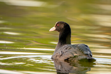 duck on the water