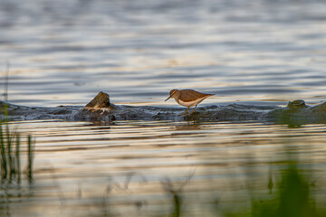 Sandpiper on the river bank