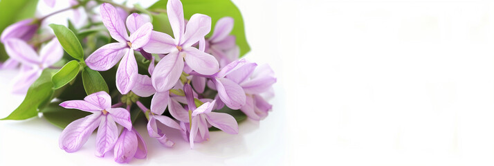photo against a clean white background isolated, an establishing shot showcases the delicate allure of a bunch of violet jasmine flowers in glass vase, emphasize their natural char