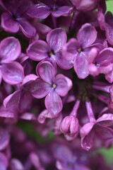 lilac flowers as a background, pink lilac branches as a background 