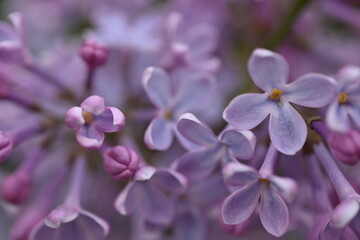 lilac flowers as a background, pink lilac branches as a background 