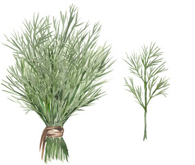 Watercolor dill bunch and dill branch illustration set. Kitchen herbs and spices clipart.