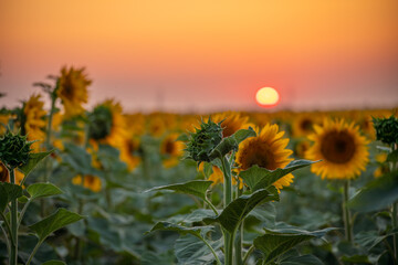 Field sunflowers in the warm light of the setting sun. Summer time. Concept agriculture oil...