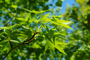 Liquidambar styraciflua or American sweetgum with fresh green leaves on blurred greenery...