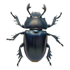 Photo of beetle isolated on transparent background