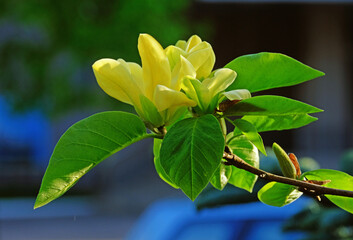 Flowers and magnolia bud in yellow spring
