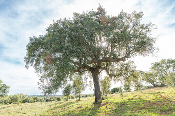 Fototapeta na wymiar Cork oak in the field in Portugal