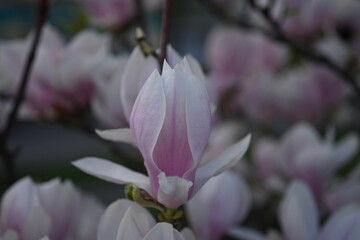 Fototapeta premium close-up of magnolia flowers, pink magnolia flowers in close-up