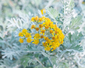 Impression of yellow flowers, Van Gogh style