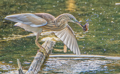 Squacco Heron hunting for fish