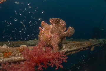 Frogfish swim in the Red Sea, colorful fish, Eilat Israel
