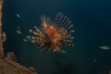 Lionfish in the Red Sea colorful fish, Eilat Israel
