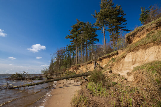 Steilk&uuml;ste mit umgest&uuml;rzten B&auml;umen an der Schlei bei Missunde.	