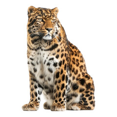 Photo of amur leopard isolated on transparent background