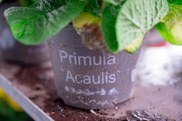 Primula Acaulis  Pot with description 