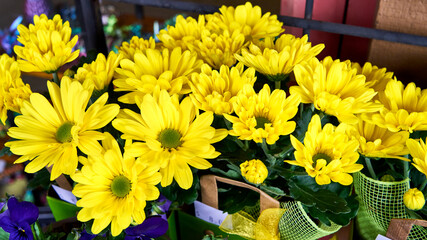 Bright yellow chrysanthemum flowers and purple pansies with line green ribbon for sale at a market.