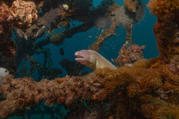 Moray eel Mooray lycodontis undulatus in the Red Sea, Eilat Israel
