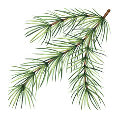 Pine tree branch. Christmas traditional plants in vintage. Fir twig with green needles. Hand drawn watercolor illustration for winter holiday decoration. Isolated template for card, New Year, wrapping