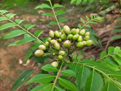 Curry tree fruits. It's other names Murraya koenigii&nbsp;and Bergera koenigii. This is also called&nbsp;sweet neem. Its leaves used in making masala dosa, curry, upma and sambar.