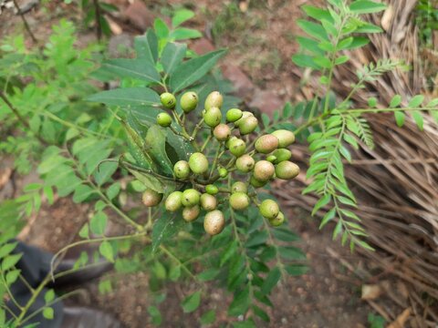 Curry tree fruits. It's other names Murraya koenigii and Bergera koenigii. This is also called sweet neem. Its leaves used in making masala dosa, curry, upma and sambar.