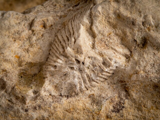 Archaeological ancient fossil in limestone © Margarita Vais 