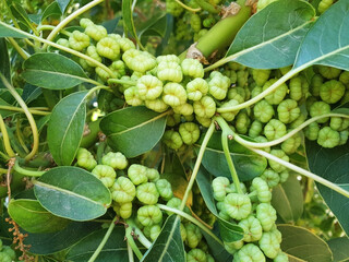 Sprigs of green round phytolacca dioica seeds grow on a tree.