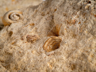 macro of a Ancient fossilized sea shell imprint in limestone