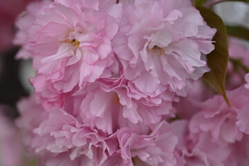 pink sakura blossoms as a background, close-up of Japanese cherry tree branches 