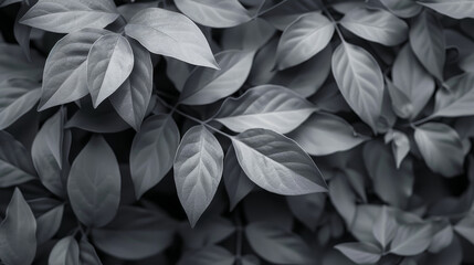 A close up of a leafy plant with a black and white filter