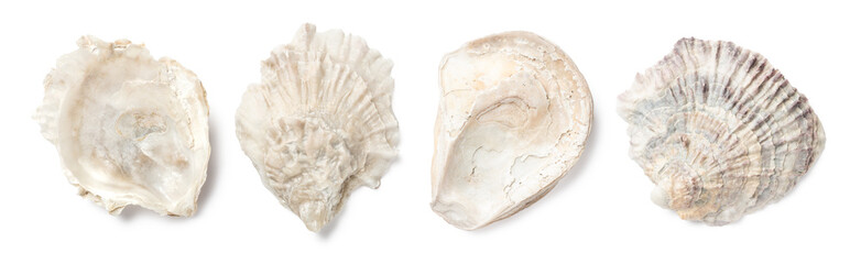 set of four European oyster shells (ostrea edulis) isolated over a transparent background, cut-out...