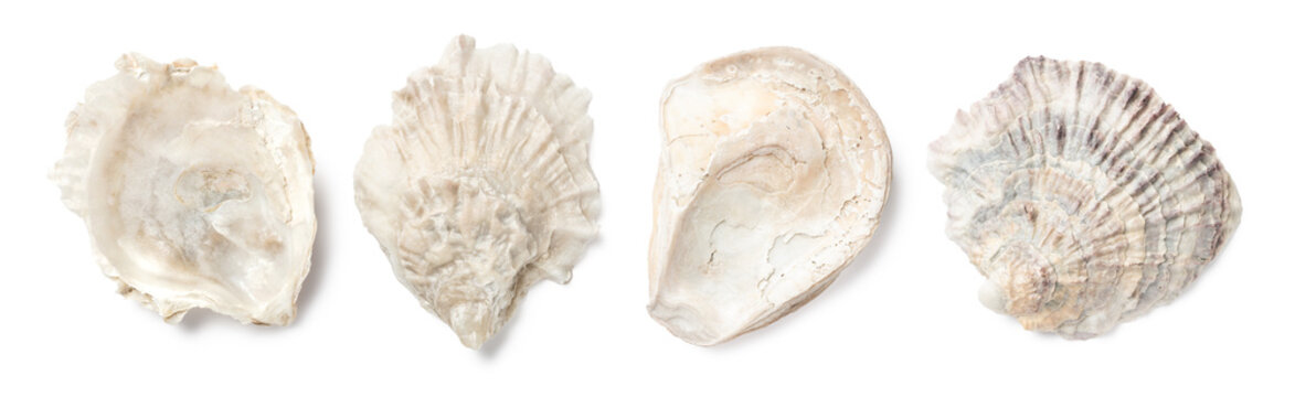 set of four European oyster shells (ostrea edulis) isolated over a transparent background, cut-out nature, ocean, beach, summer, or food design elements, subtle shadows, top view / flat lay, PNG