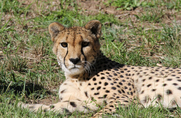 Cheetah big cat animal resting on green grass