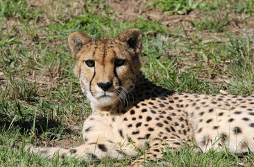 Fototapeta premium Cheetah big cat animal resting on green grass