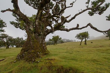 Fanal, ancient laurisilva forest, Madeira, Portugal. UNESCO. View of an old laurel tree in laurel tree forest.	 - obrazy, fototapety, plakaty