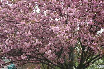pink sakura blossoms as a background, close-up of Japanese cherry tree branches 