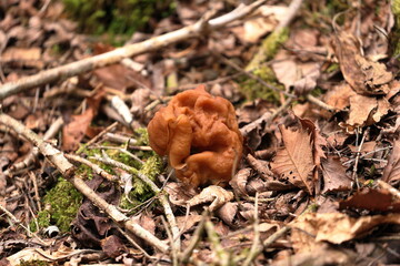 Gyromitra esculenta is an ascomycete fungus from the genus Gyromitra, widely distributed across Europe and North America. Although potentially fatal if eaten raw (causing restrictions on its sales in 