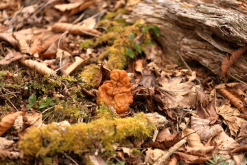Gyromitra esculenta is an ascomycete fungus from the genus Gyromitra, widely distributed across...