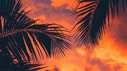 The silhouette of a palm trees leaves against the sunset sky creates a stunning landscape. This closeup view highlights the beauty of this terrestrial plant in the Arecales order AIG50