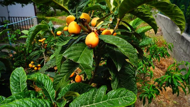 Loquat on a tree in farmland. Tree plant Mespilus germanica with medlar fruits. Orange medlar fruits. Loquat trees in a farmer's field.