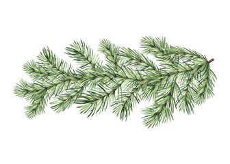 Pine tree branch. Christmas traditional plants in vintage. Spruce twig with green needles. Hand drawn watercolor illustration for winter holiday decoration. Isolated template for card, New Year, print