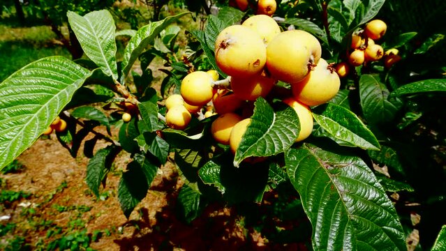Loquat on a tree in farmland. Tree plant Mespilus germanica with medlar fruits. Orange medlar fruits. Loquat trees in a farmer's field.